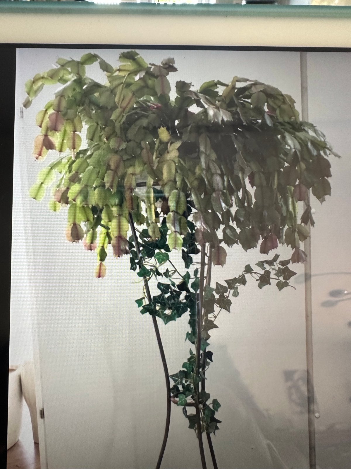 Grote Lidcactus compleet met pot, Ophalen, 100 tot 150 cm, Halfschaduw, Bloeiende kamerplant