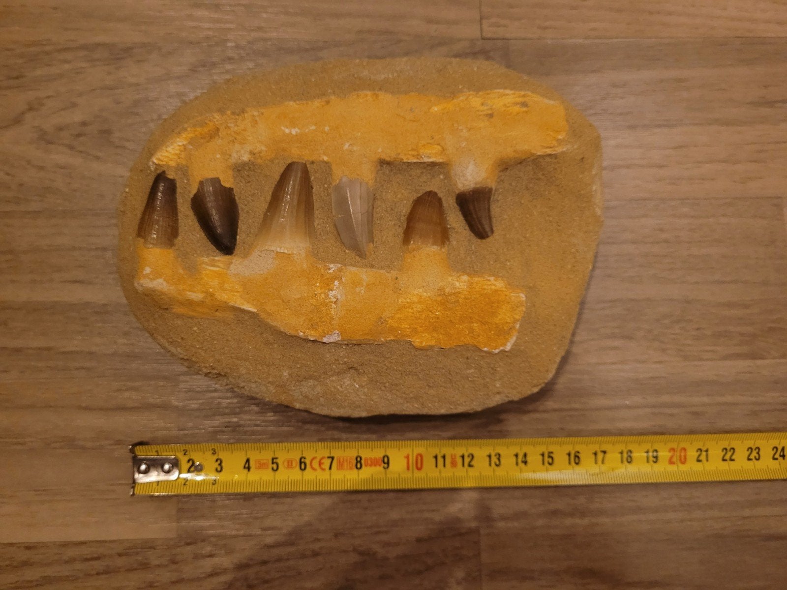Fossiele mosasaurus kaak, Verzamelen, Mineralen en Fossielen, Ophalen of Verzenden, Fossiel