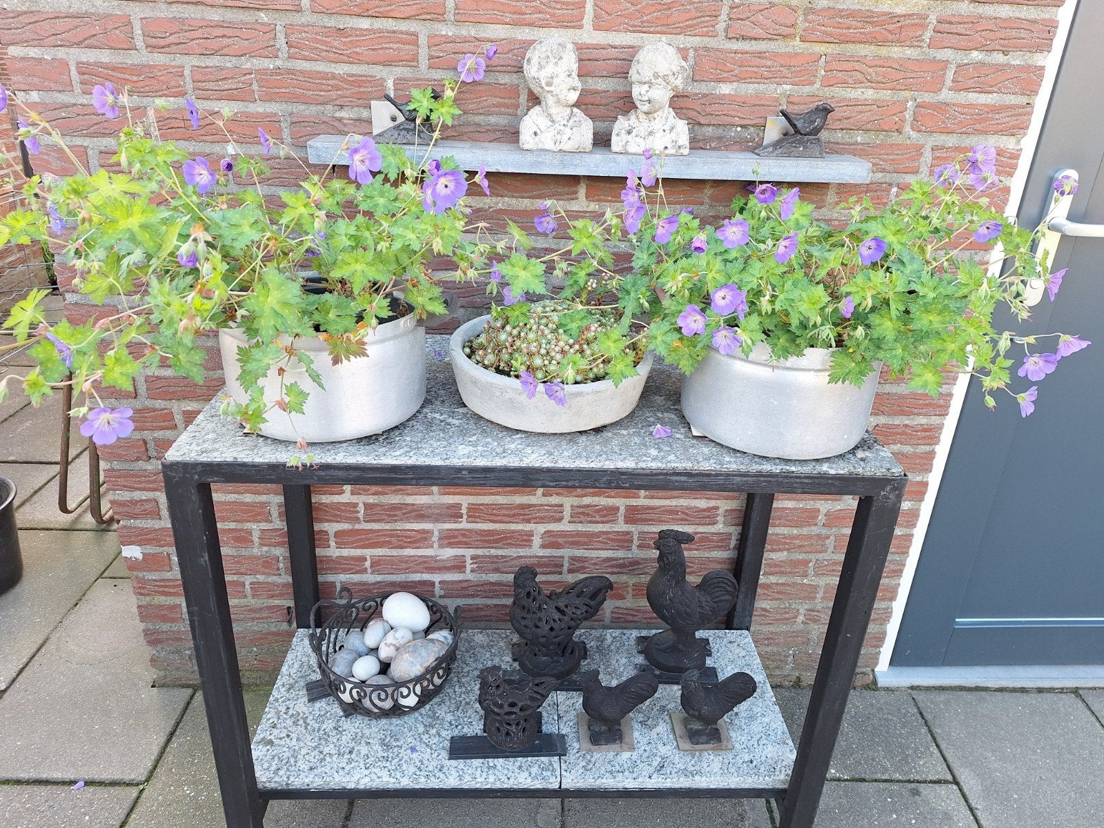 geranium/rozanne/vaste/plant/tuin/terras/decoratie/bloempot, Ophalen, Overige soorten, Halfschaduw