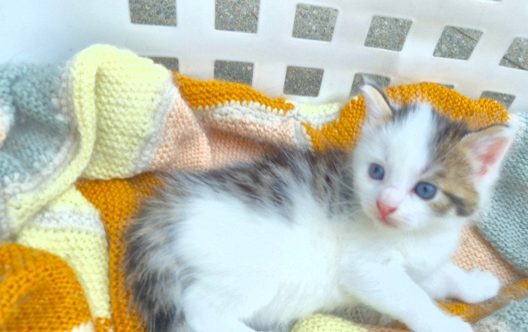 4 lieve halve britskorthaar kittens tekoop