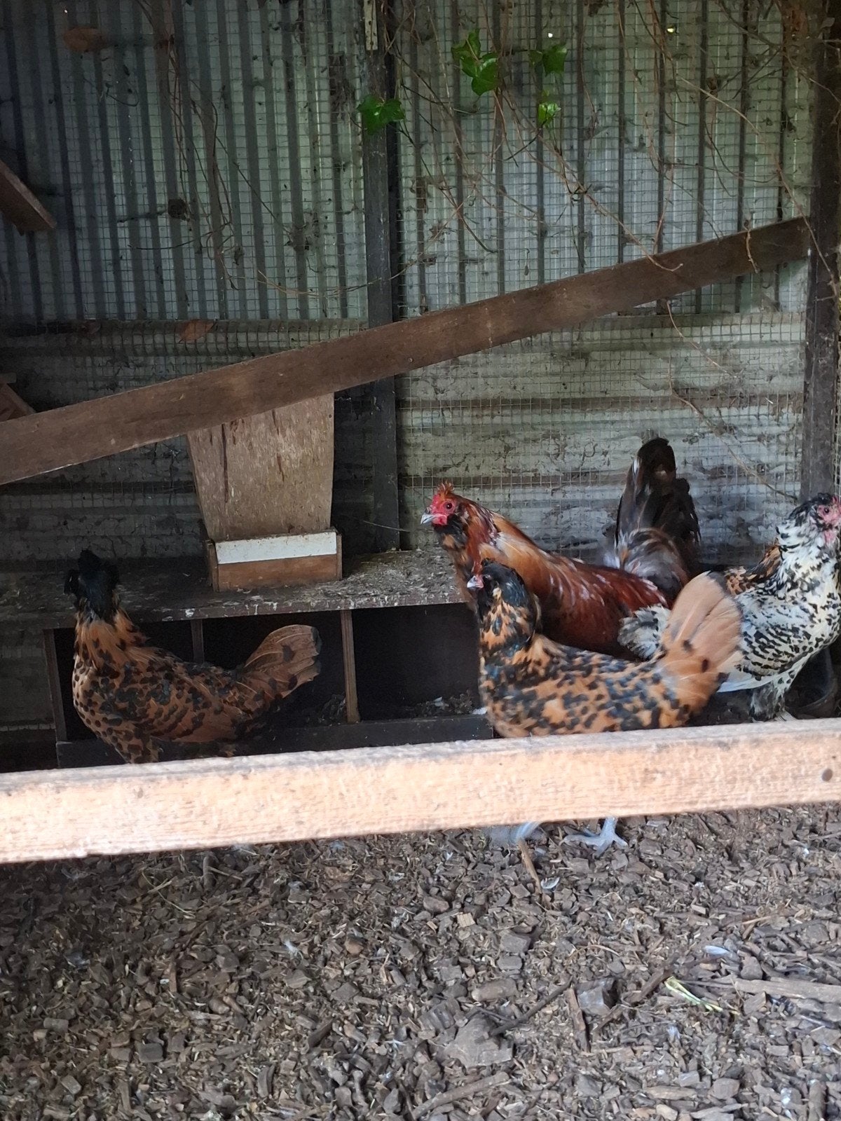 Uilebaard kippen, Meerdere dieren, Kip