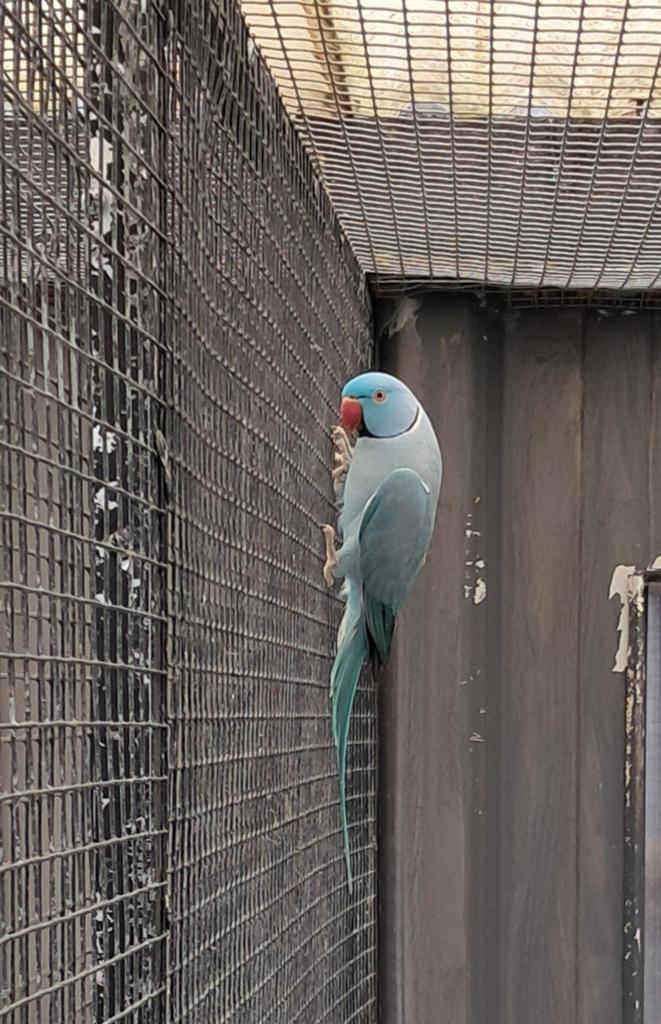Kweekkoppel halsbandparkieten, Dieren en Toebehoren, Vogels | Parkieten en Papegaaien, Meerdere dieren, Parkiet, Geringd