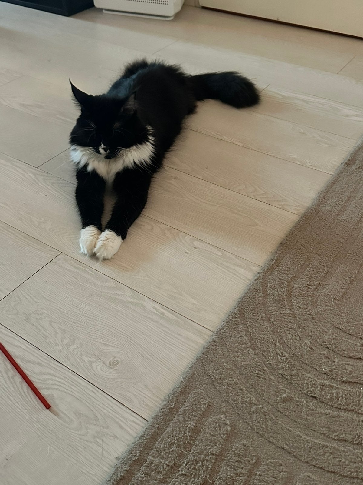 Maine coon kater, Dieren en Toebehoren, Kater