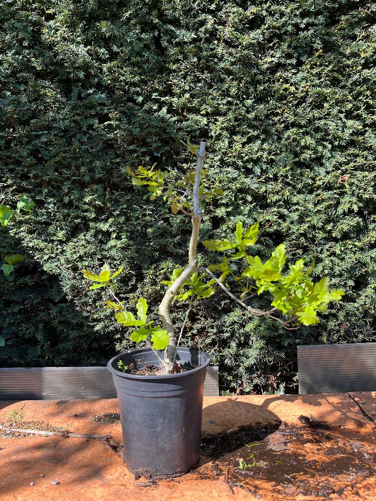Bonsai starter, zomereik, Bloeit niet, Halfschaduw, Overige soorten, Minder dan 100 cm