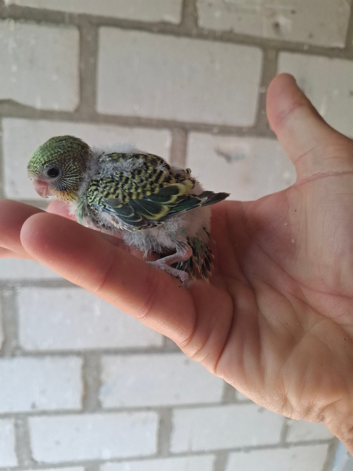 5 parkieten te koop: 12,50 per stuk, Dieren en Toebehoren, Meerdere dieren, Parkiet