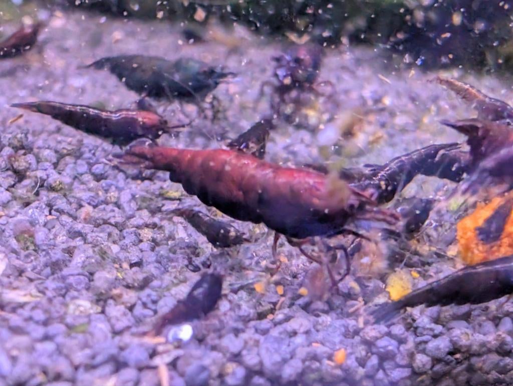 Red Onyx Neo caridina, Dieren en Toebehoren, Vissen | Aquariumvissen, Kreeft, Krab of Garnaal