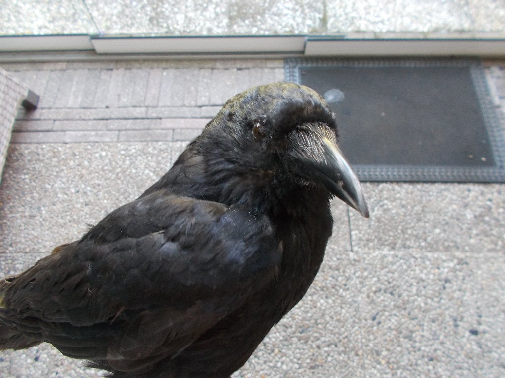 geprepareerde zwarte kraai, Verzamelen, Dierenverzamelingen, Ophalen of Verzenden, Nieuw, Vogel, Opgezet dier