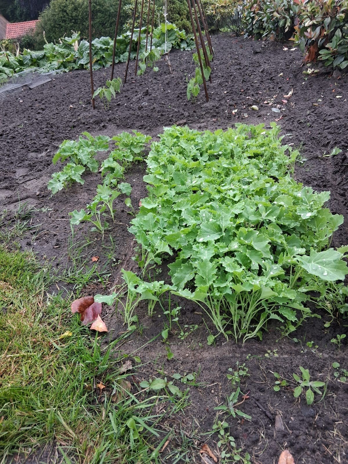 Verse Boerenkool Planten voor uw Moestuin, Ophalen of Verzenden