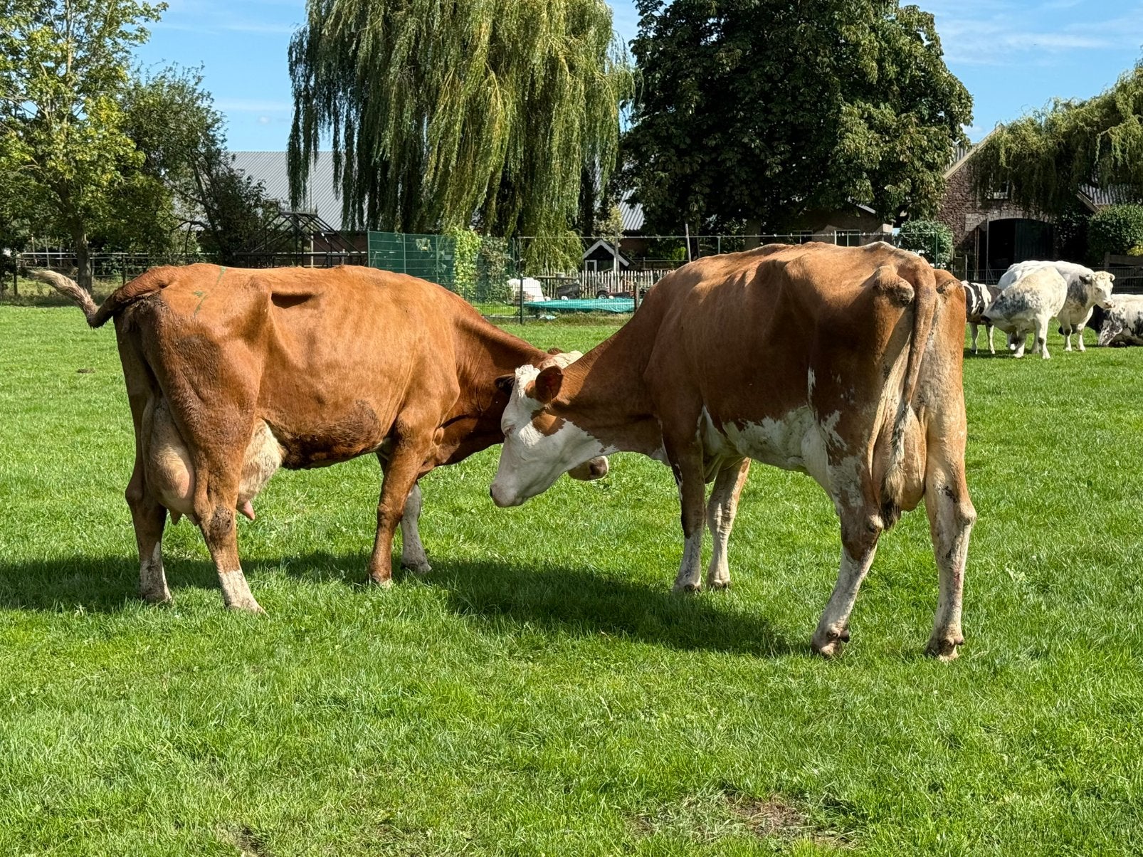 3 flekvieh weide koeien te koop, Dieren en Toebehoren, Runderen, Meerdere dieren