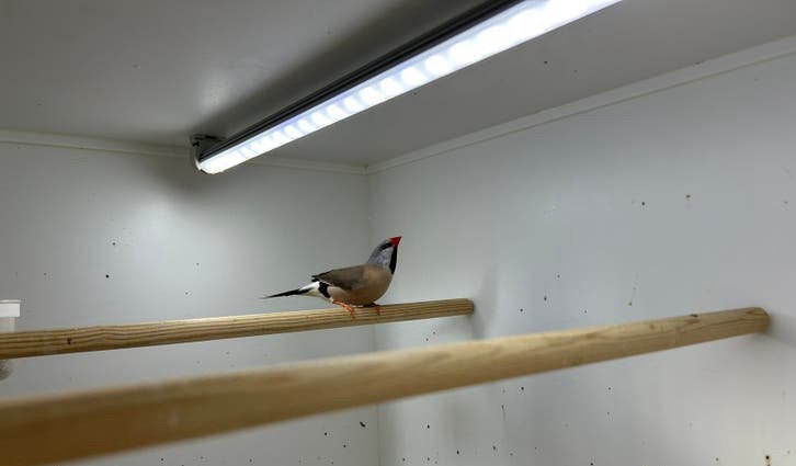 Spitsstaart amadine 2 poppen en een man onverwant, Dieren en Toebehoren, Vogels | Overige Vogels, Meerdere dieren