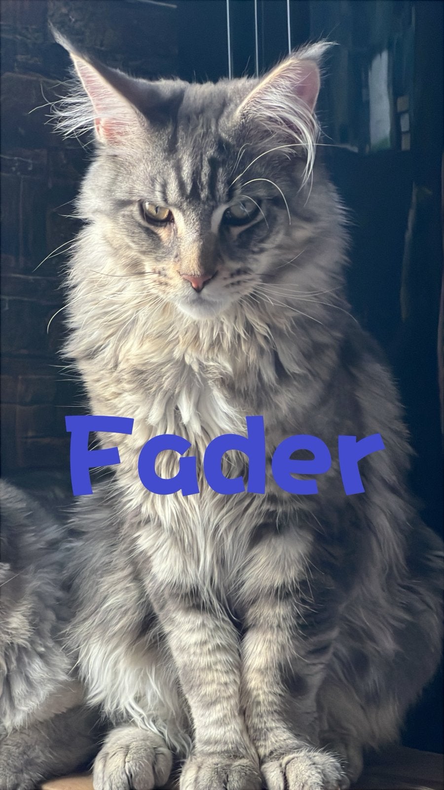 Langharige Maine Coon, Kater, Langharig, 0 tot 2 jaar