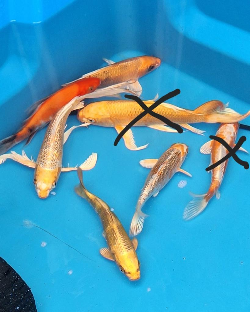 Koikarper butterfly, Dieren en Toebehoren, Karper of Koi