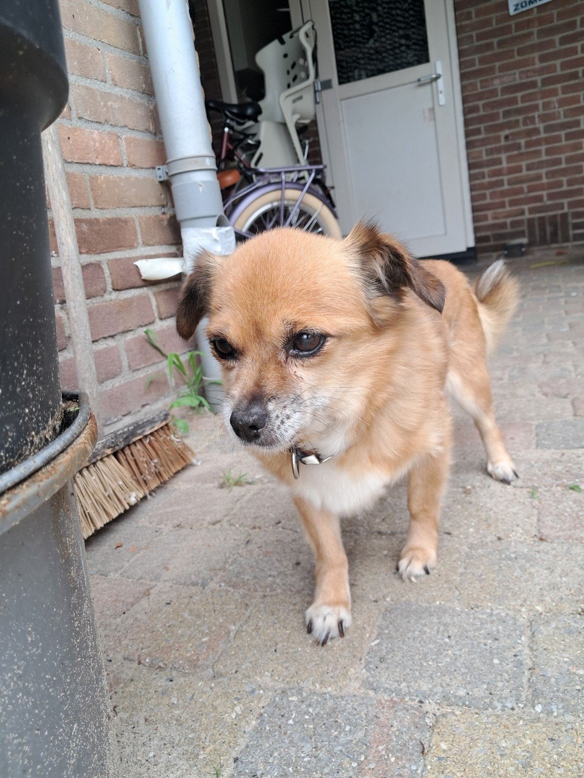 Lieve Donja, 6 jaar of ouder, Teef, Eén hond, Nederland