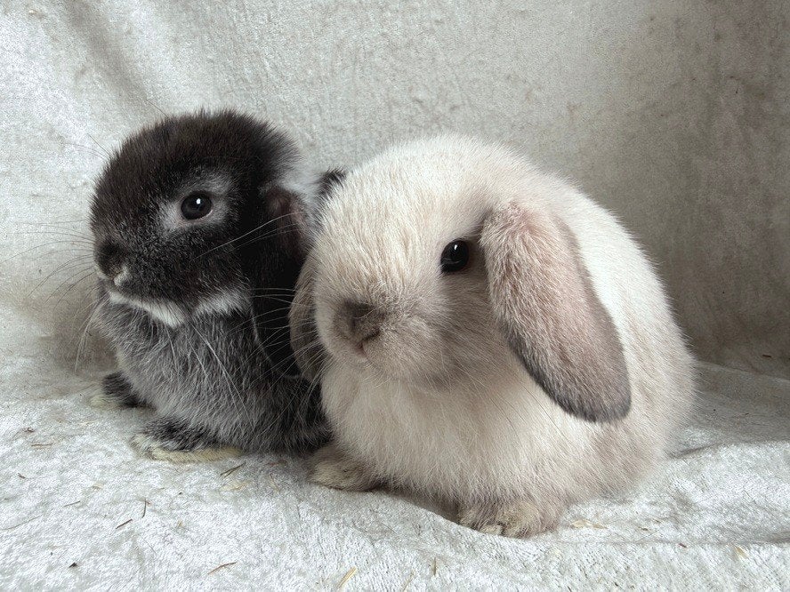 Schattig super mooi lief koppel broer-zus Minilop konijntjes, Dieren en Toebehoren, Meerdere dieren, Klein, Hangoor, 0 tot 2 jaar
