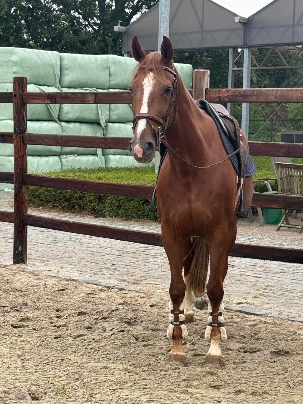 6 jarige kannan x for pleasure merrie, Merrie, 160 tot 165 cm, Springpaard, 3 tot 6 jaar