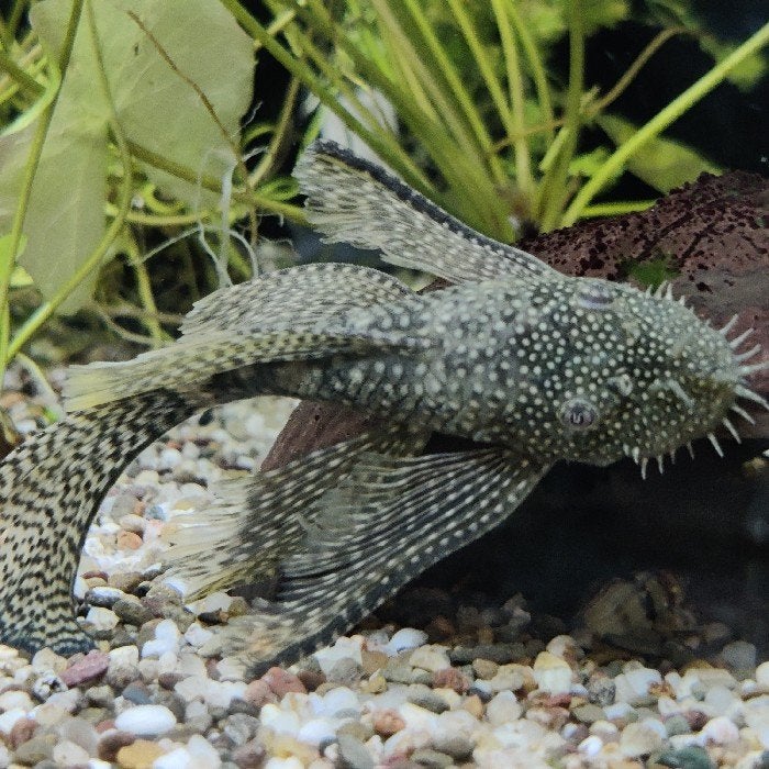 Ancistrus cf. cirrhosus, Dieren en Toebehoren, Vis