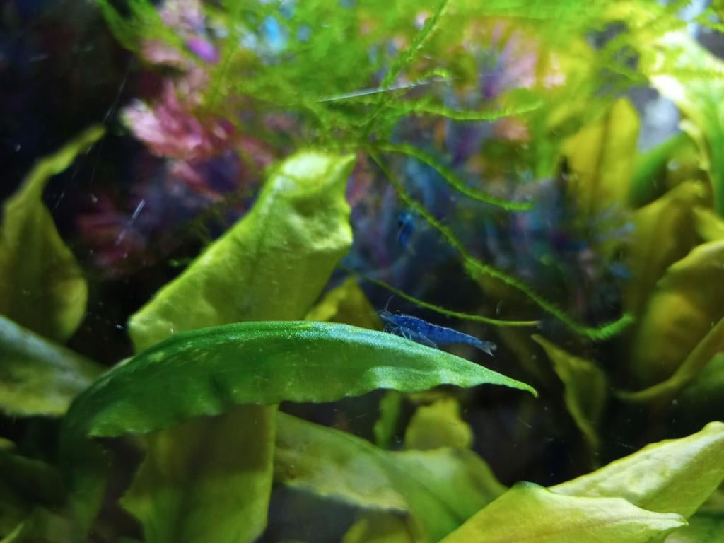 Blue Dream garnalen/blauwe garnalen/neocaridina, Dieren en Toebehoren, Kreeft, Krab of Garnaal