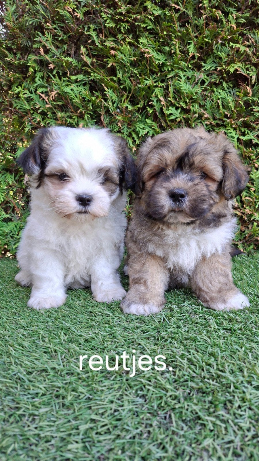 Zeer mooie speelse boomer pups., Overige rassen, CDV (hondenziekte), 8 tot 15 weken, Meerdere