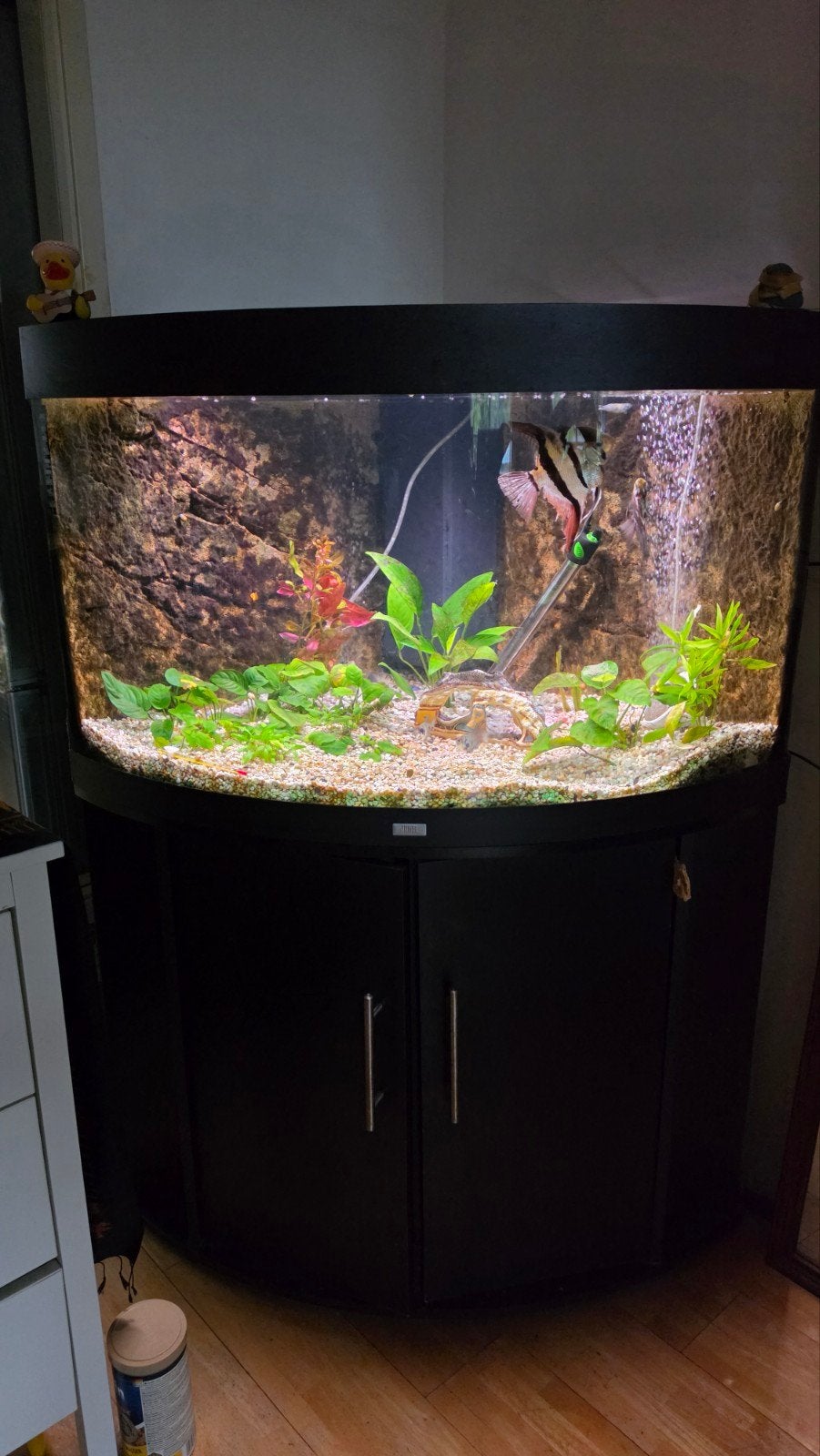 Aquarium,  Vissen,  Zwart hoek aquarium, Juwel  Trigon 190., Ophalen, Gebruikt, Gevuld zoetwateraquarium, Juwel