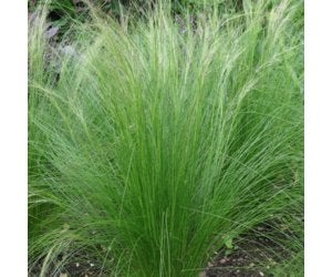 Stipa tenuissima 'Ponytails' (Vedergras), Ophalen, Vaste plant, Siergrassen, Halfschaduw
