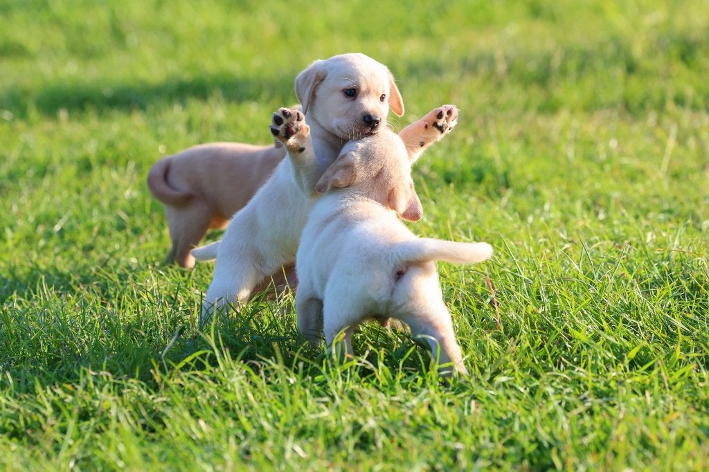 labrador pups, klaar om te vertrekken, (2 reutjes), Oppas, 8 tot 15 weken, Labrador retriever, Meerdere, Meerdere dieren