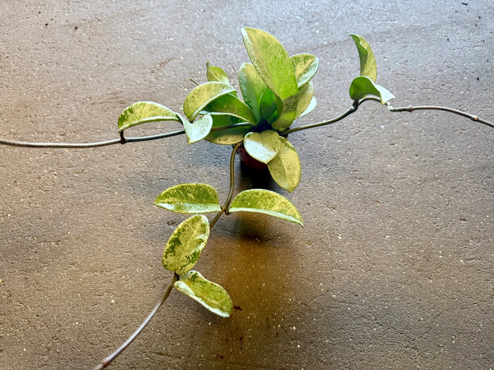 Hoya Silver Ghost p9, Huis en Inrichting, Ophalen of Verzenden