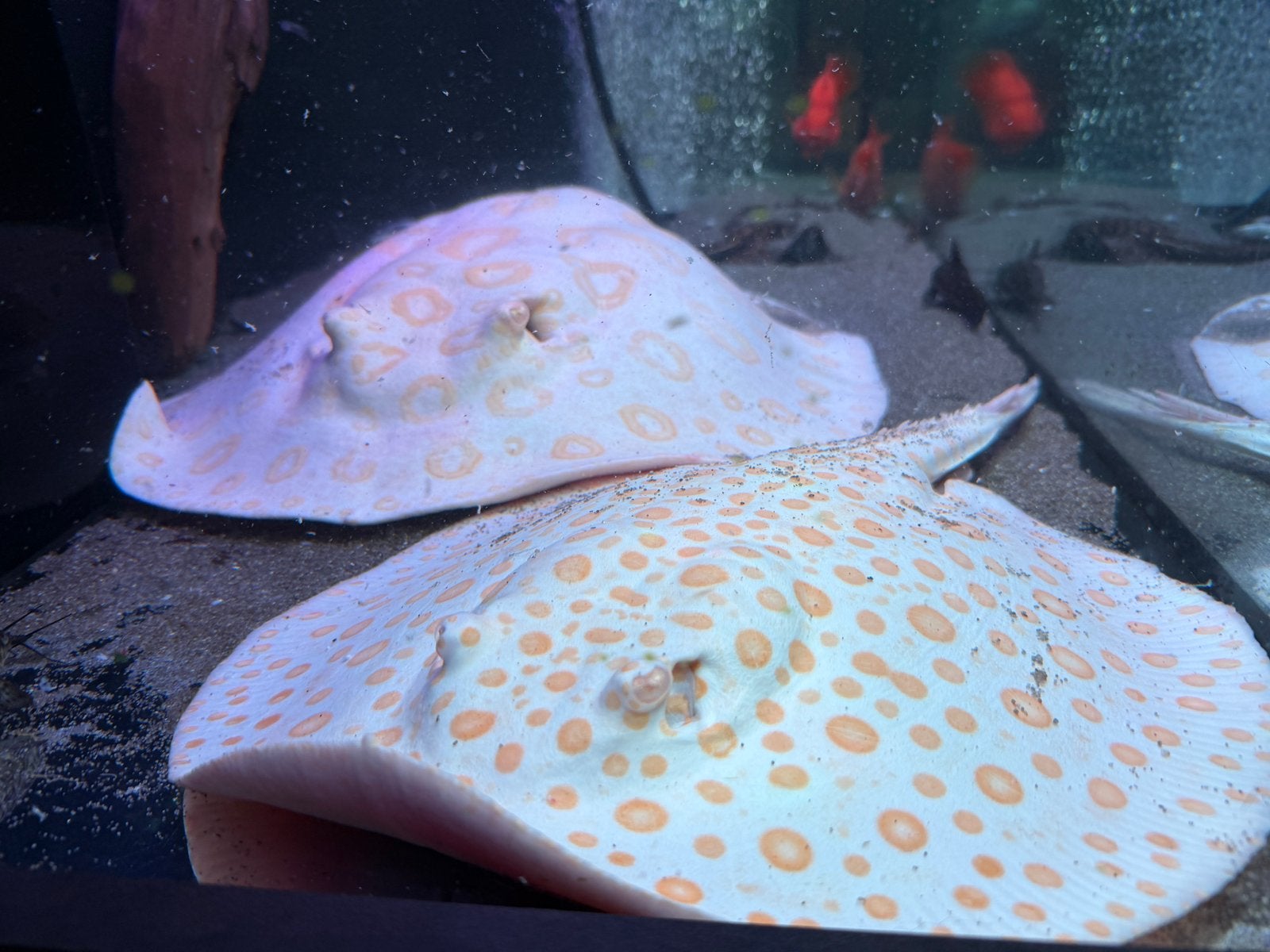 Bewezen kweekkoppel White Diamonds potamotrygon, Vis