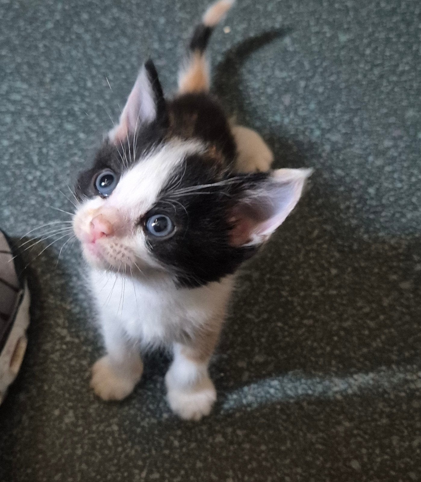 leuke aanhankelijke kittens, Meerdere dieren