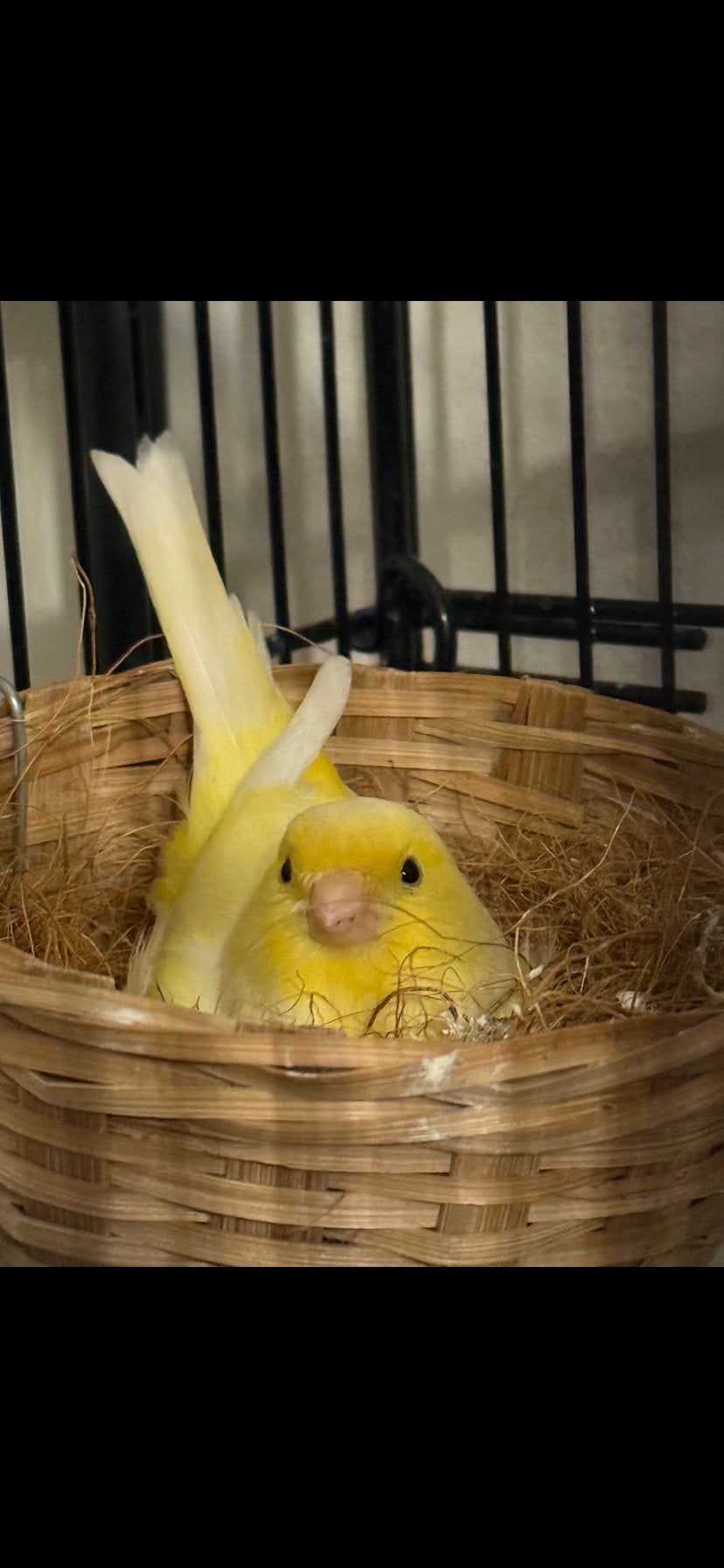 Jonge kanarie, Dieren en Toebehoren, Vogels | Kanaries