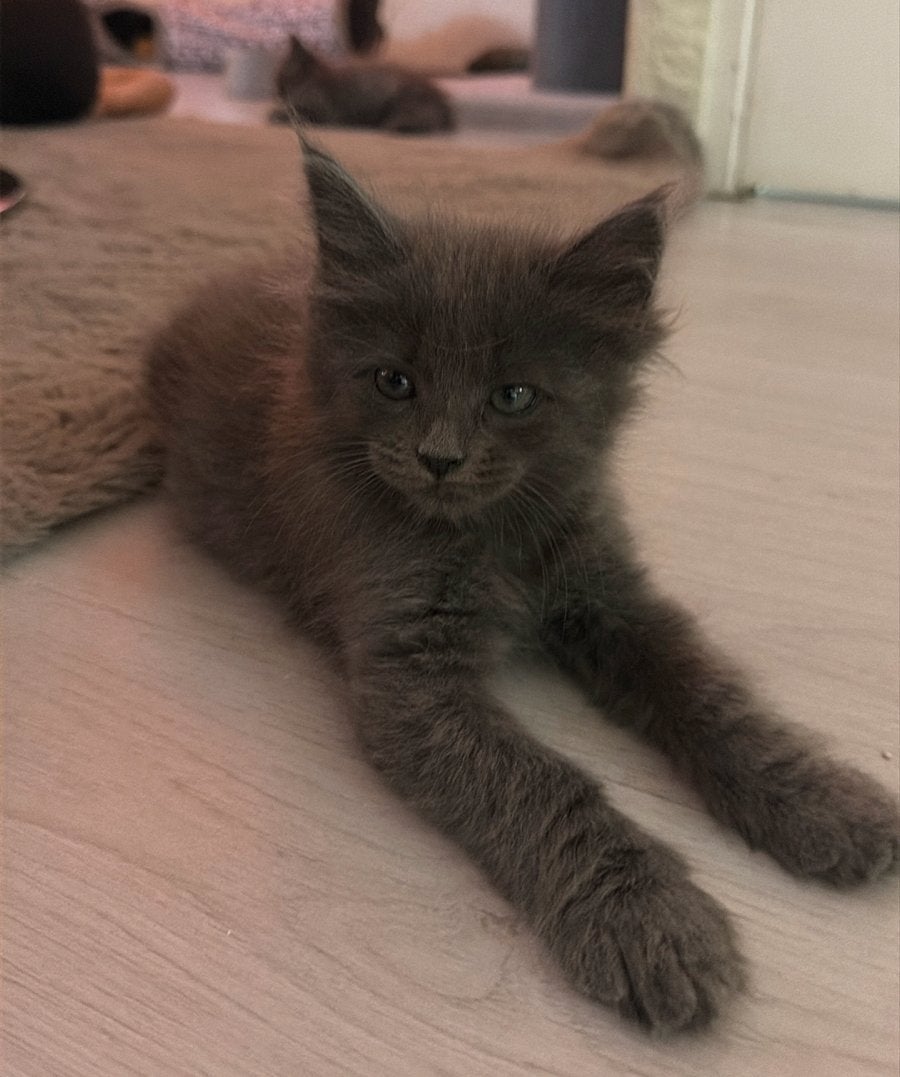 Maine Coon kittens blue, Meerdere dieren, Gechipt, 0 tot 2 jaar