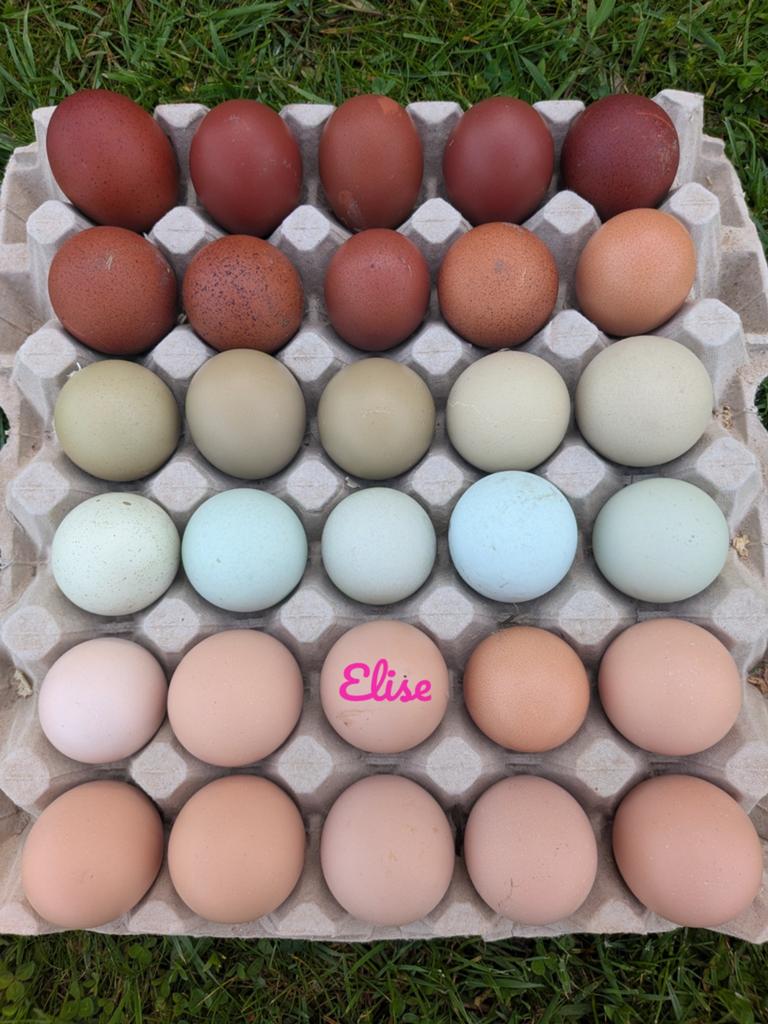 Broedeieren kleurleggers easter eggers kippen, Kip