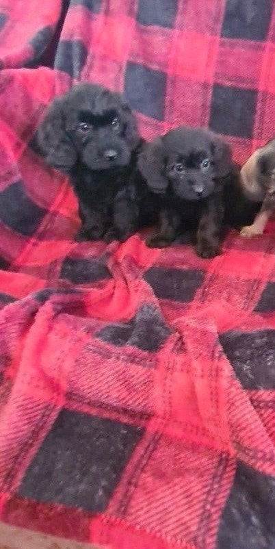 Ruwhaar dwergteckel x dwergpoedel puppies, Doxiepoo!, Parvo, 8 tot 15 weken, Meerdere, Meerdere dieren