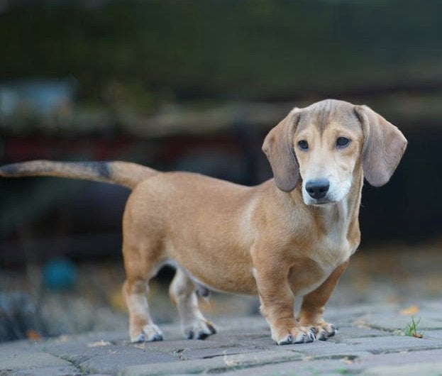 Kortharige Dwergteckel pup | reutje | Teckel, Parvo, Nederland, 15 weken tot 1 jaar, Reu