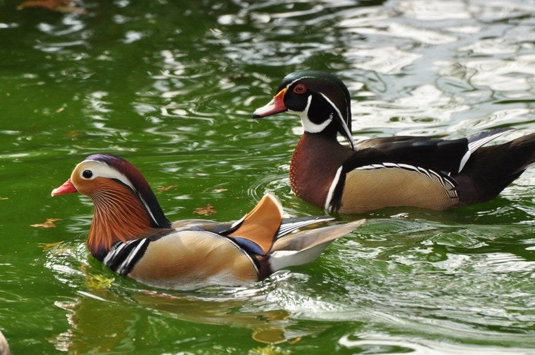diverse soorten sier eenden en ganzen,  zie advertentie., Dieren en Toebehoren, Meerdere dieren