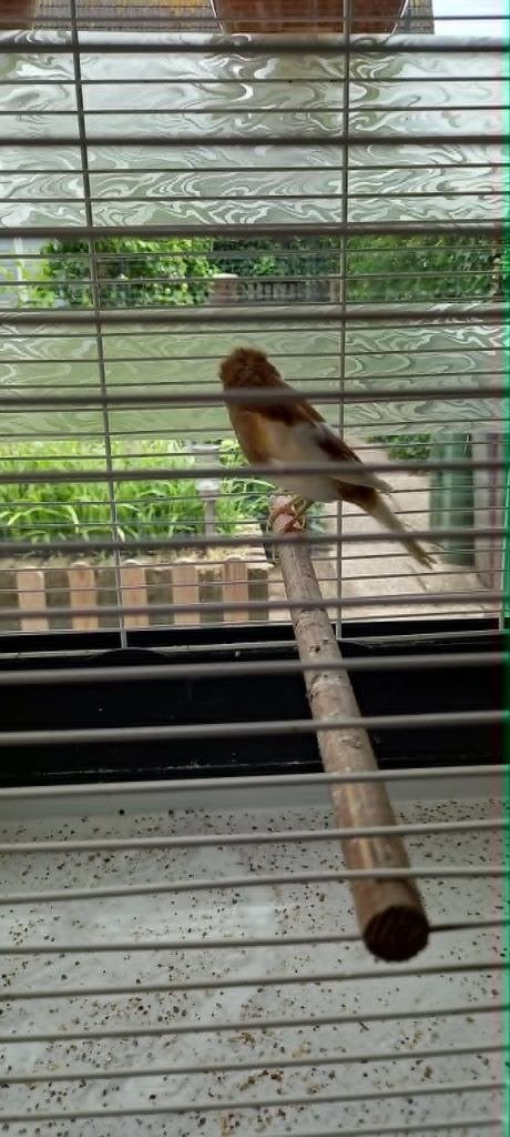 Te koop gloster kanarie pop, Dieren en Toebehoren, Vogels | Kanaries, Vrouwelijk, Kleurkanarie