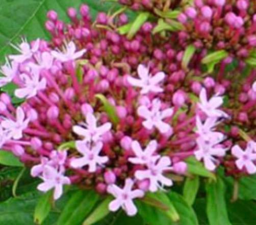 Clerodendrum Bungei, Ophalen, Overige soorten, Volle zon