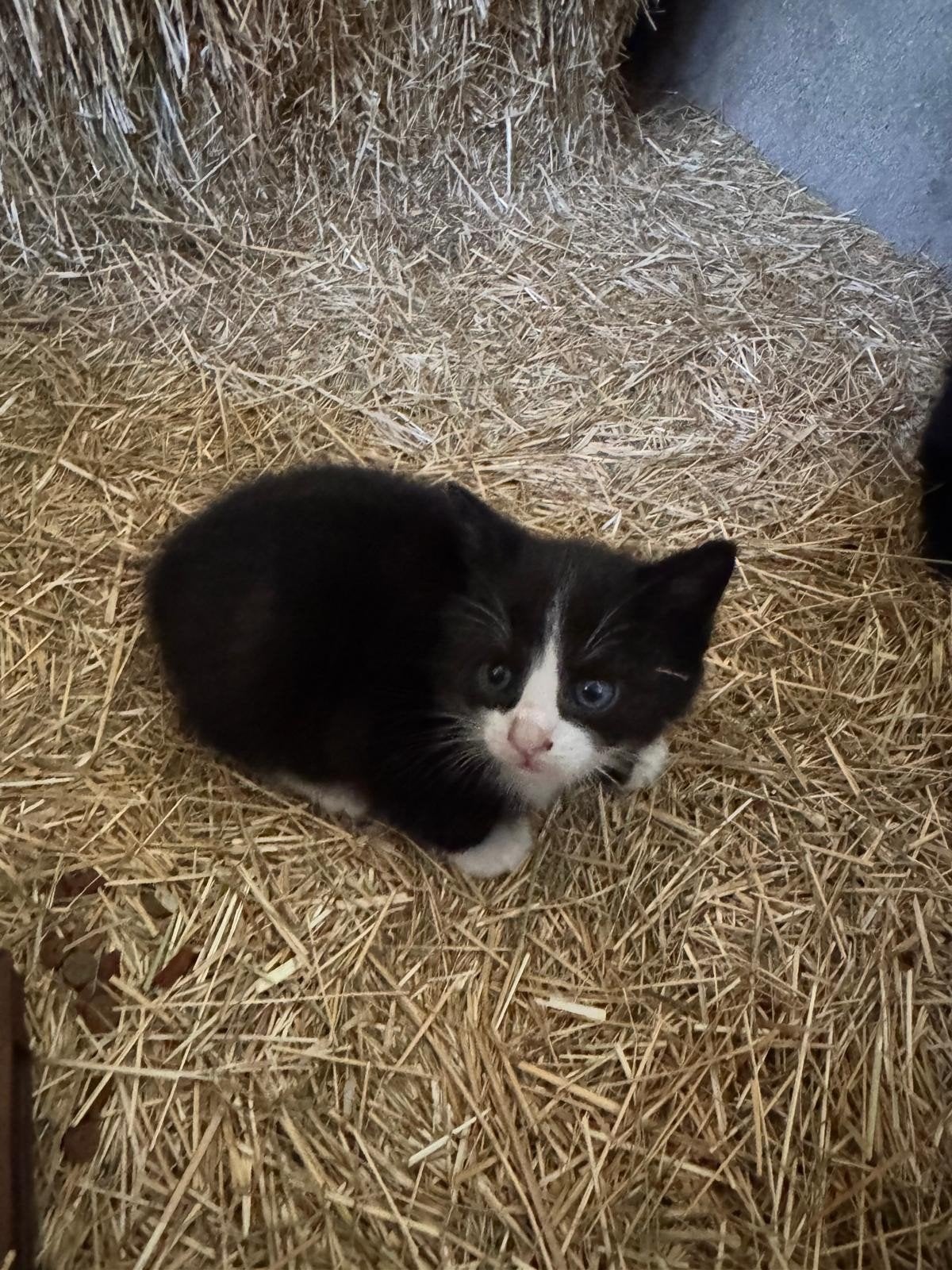Lieve boerderij kittens te koop, Meerdere dieren
