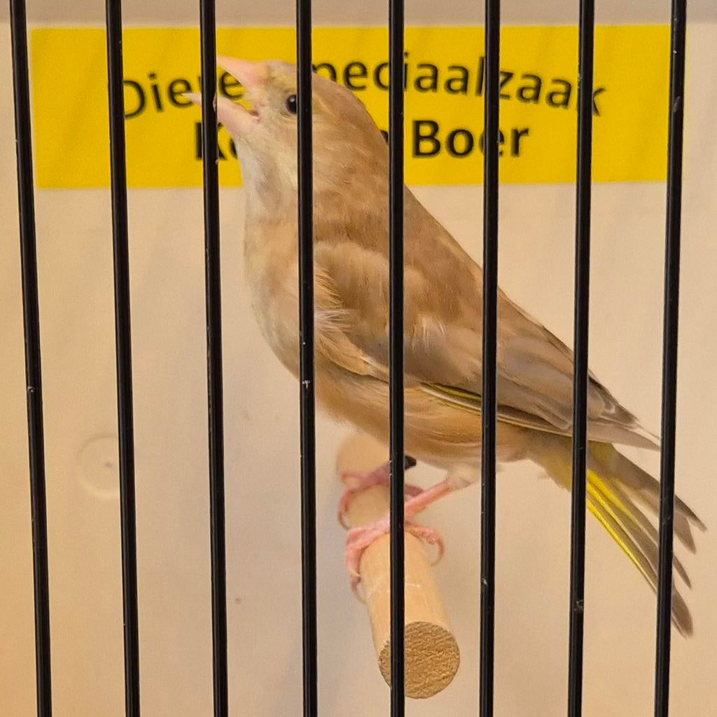 Bruine groenling pop, Vrouwelijk, Geringd