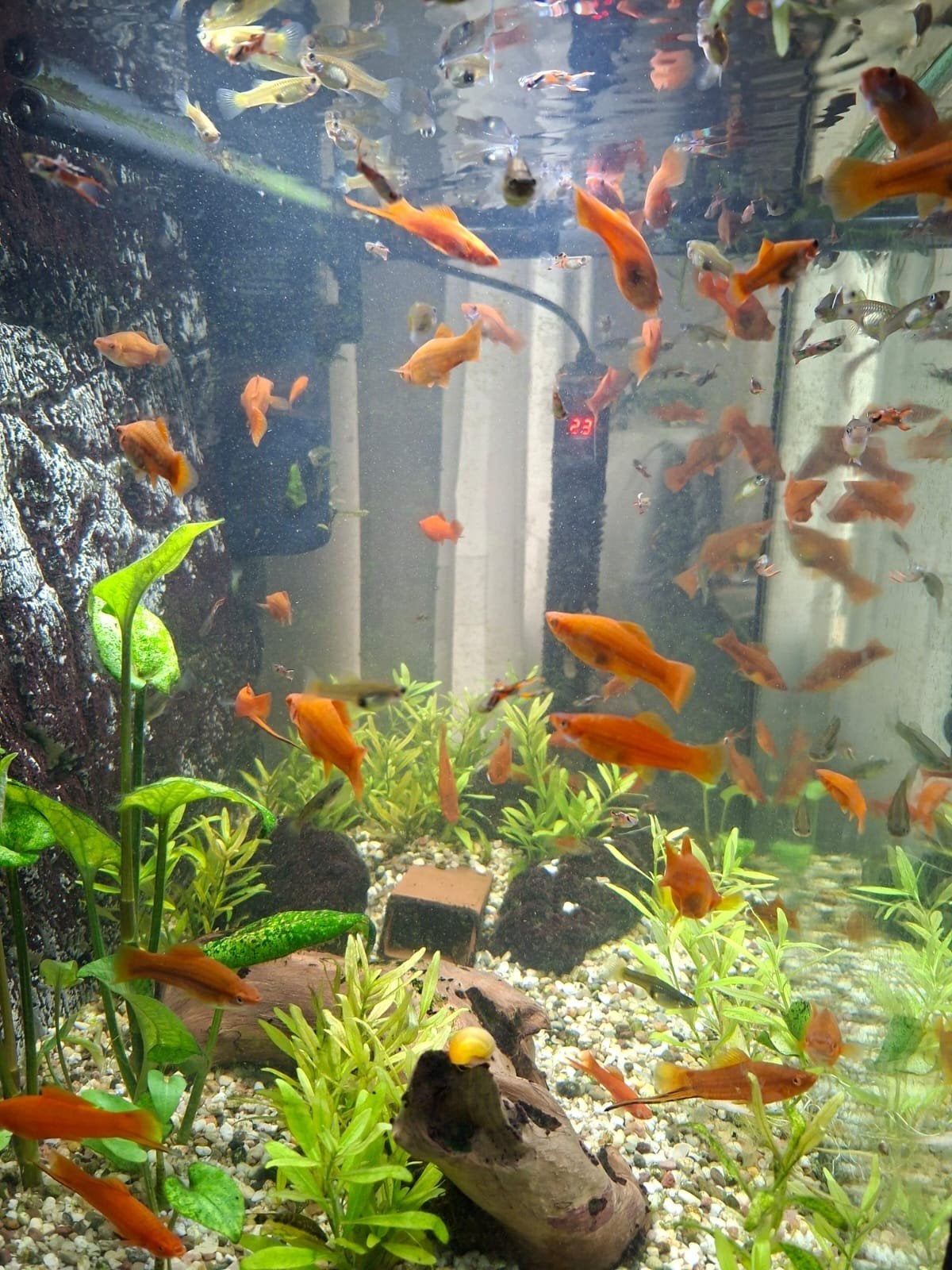compleet aquarium, Dieren en Toebehoren, Ophalen, Gebruikt, Gevuld zoetwateraquarium, Juwel