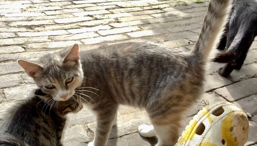 Kittens, Meerdere dieren, Kortharig, 0 tot 2 jaar