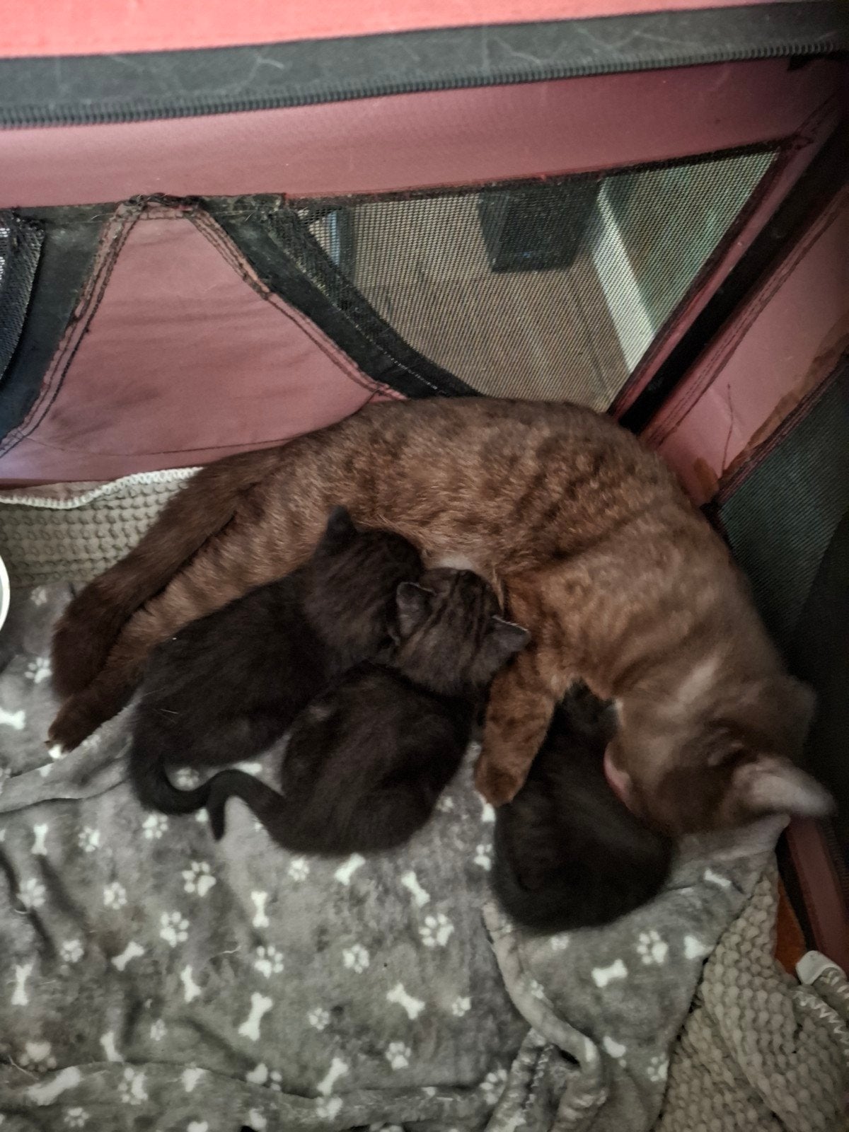 Bombay kitlens, Meerdere dieren
