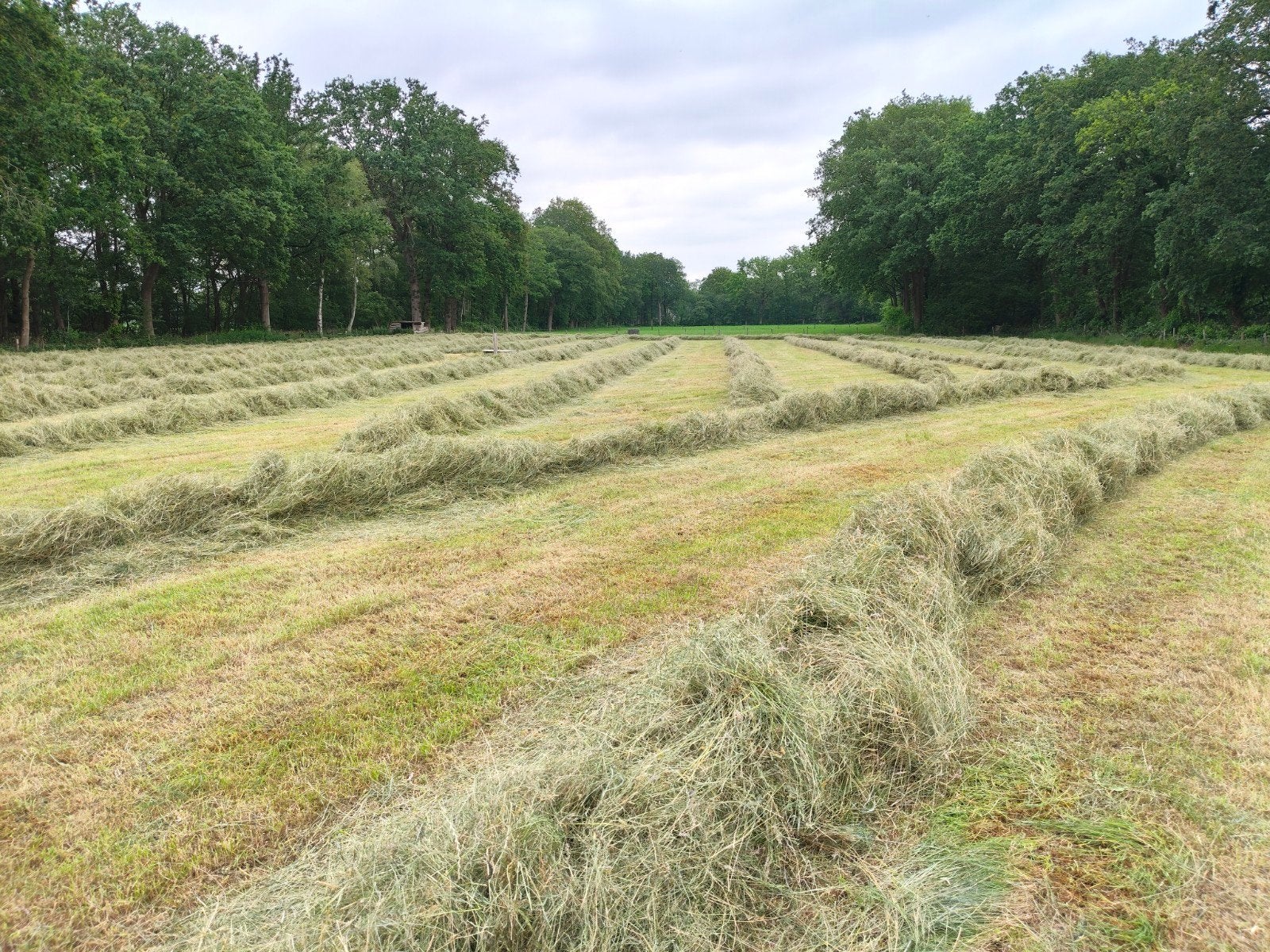 Midibalen hooi, Dieren en Toebehoren, Stalling en Weidegang