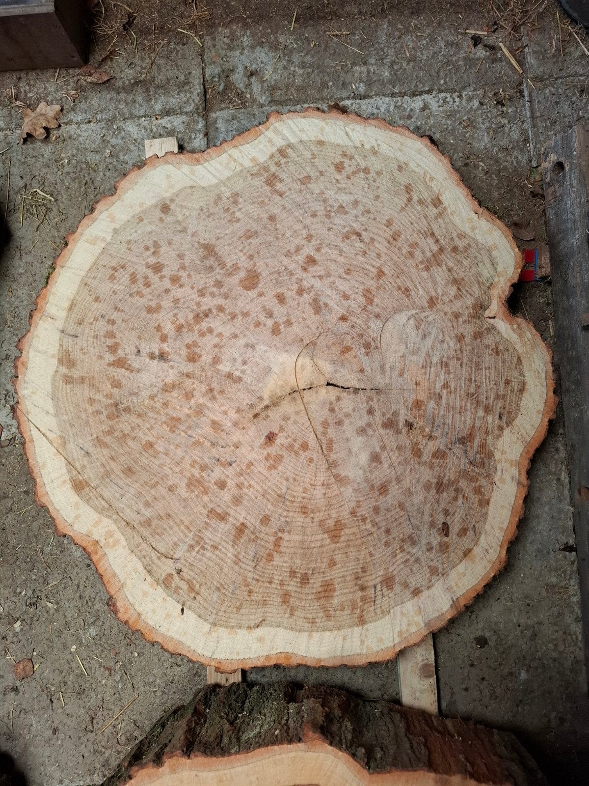 eiken boomstamschijf, Doe-het-zelf en Verbouw, Hout en Planken, Ophalen, 25 tot 50 mm, Eiken, Plank