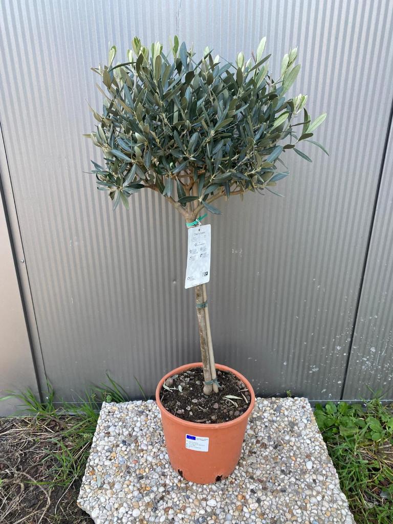 Leuke kleine olijfboom op stam oranje pot 21 cm, Bloeit niet, Olijfboom, Minder dan 100 cm, Ophalen