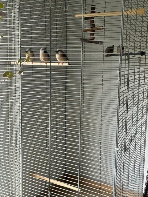 Spitsstaart Amadine, Geslacht onbekend, Tropenvogel