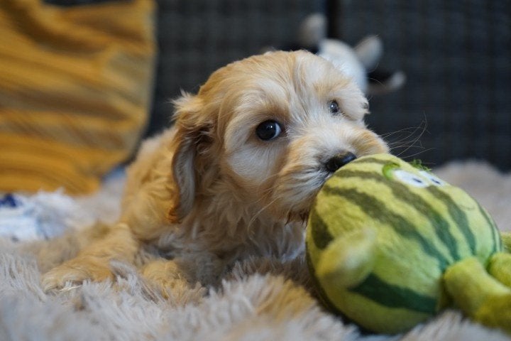 Leuke cockapoo pups., Nederland, Overige rassen, 8 tot 15 weken, CDV (hondenziekte)