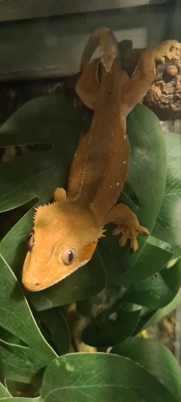 wimpergekko, Dieren en Toebehoren, Hagedis, 0 tot 2 jaar