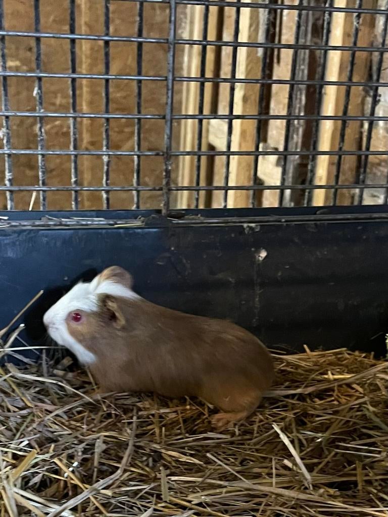 Mooi cavia beertje, Dieren en Toebehoren, Knaagdieren, Cavia, April, Mannelijk, Tam