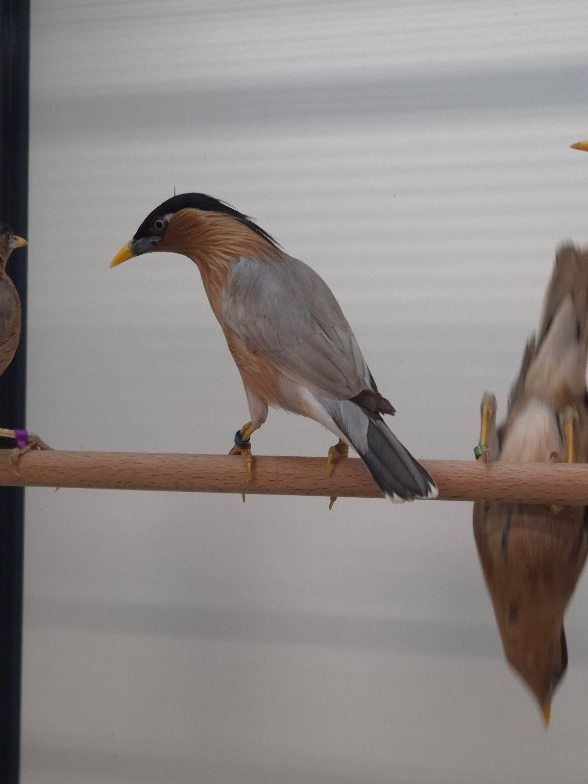 2-2 Pagode spreeuwen met dna, Meerdere dieren, Tropenvogel, Geringd