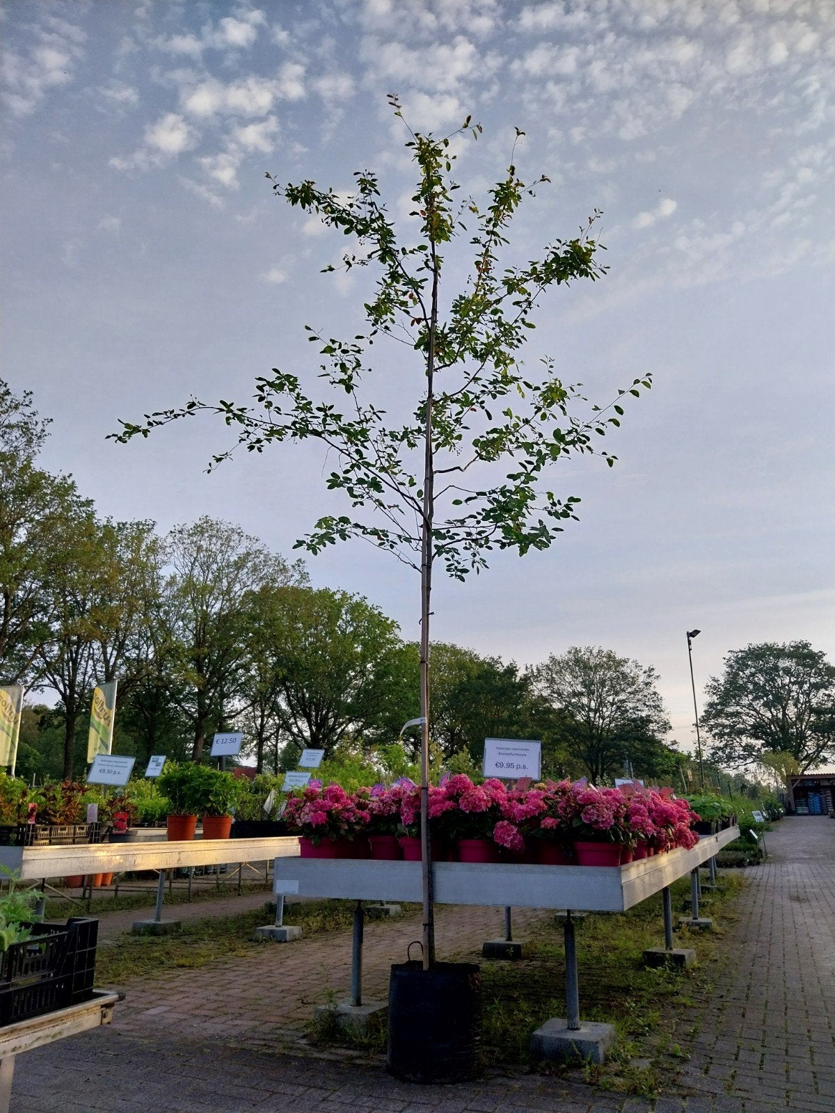 Amelanchier lamarckii - Krentenboompje, Ophalen, Volle zon, Overige soorten